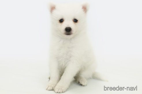 成約済の神奈川県の日本スピッツ-375381